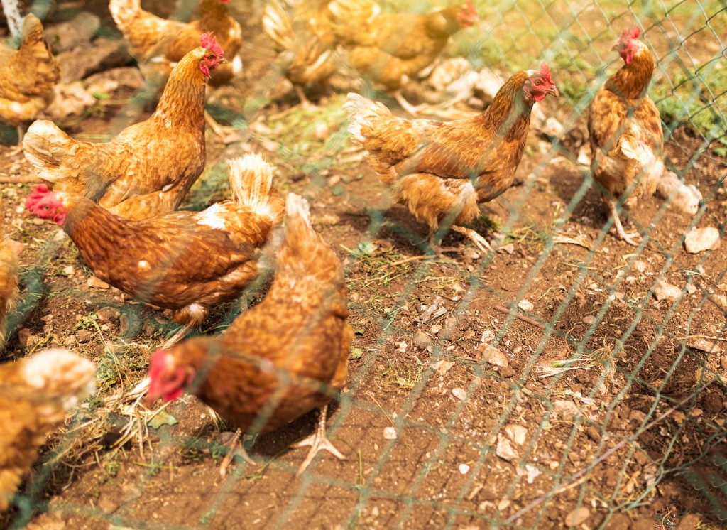 Brooding & Chick Supply