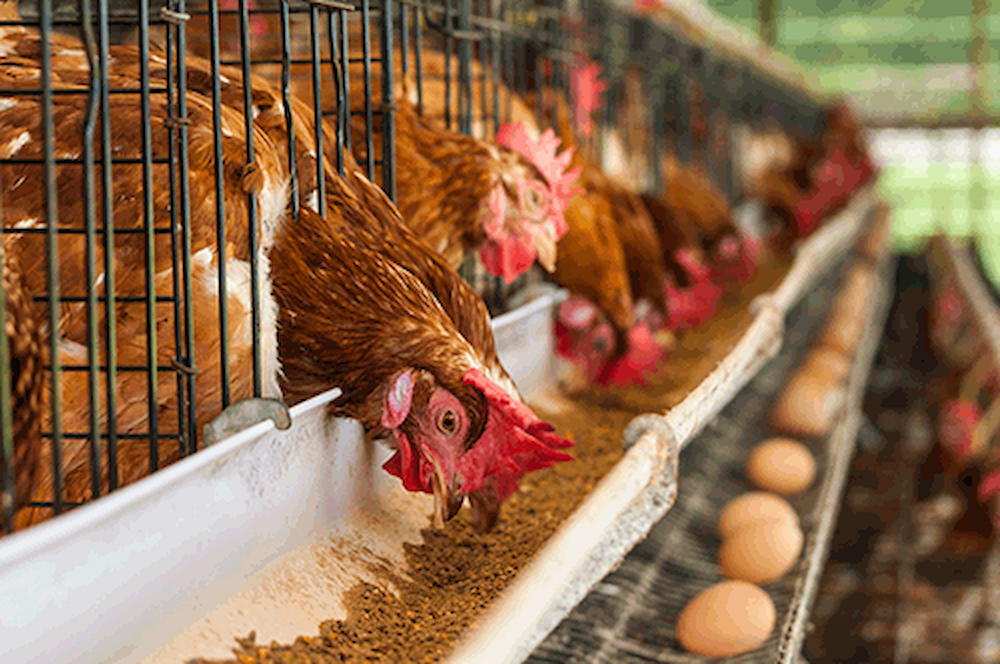 Intentional Farming